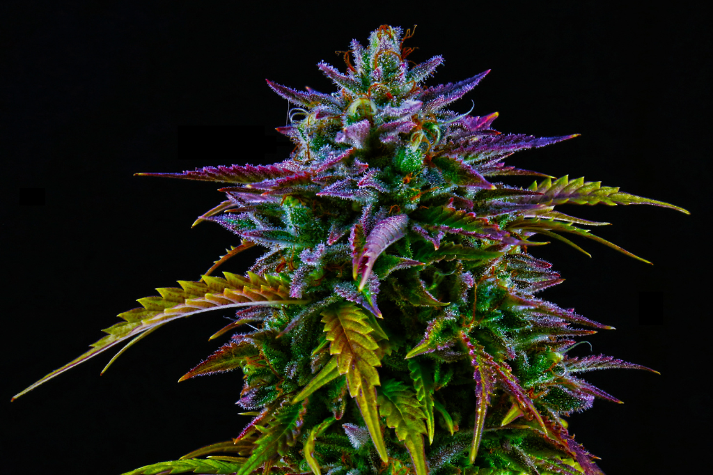 Ibridi Cannabis – Cosa sono e come vengono creati