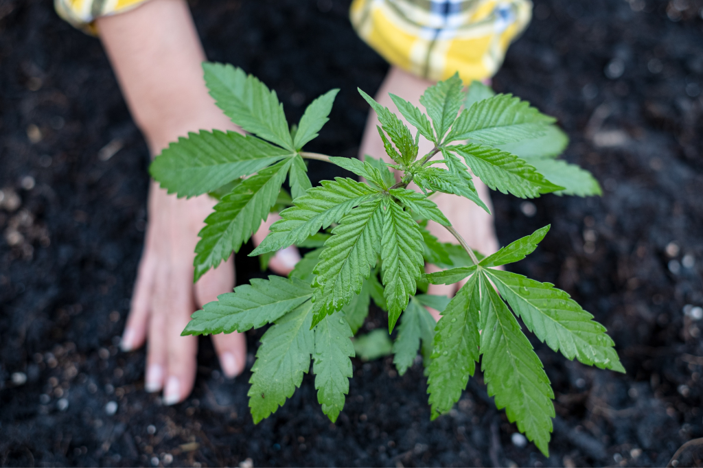 Coltivazione Cannabis Legale - Tutto quello che c'è da sapere