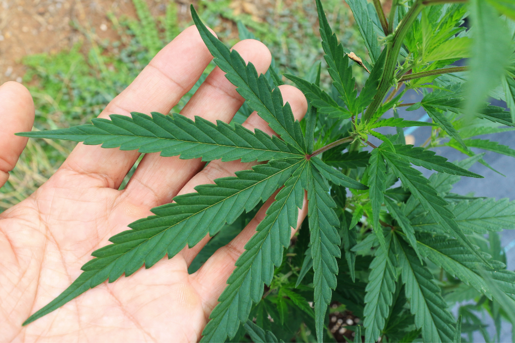 Le differenze tra cannabis sativa e cannabis indica