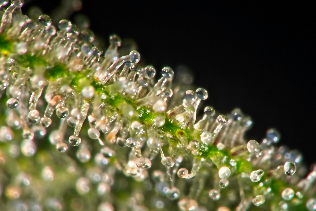 Tricomi della Cannabis: cosa c'è da sapere