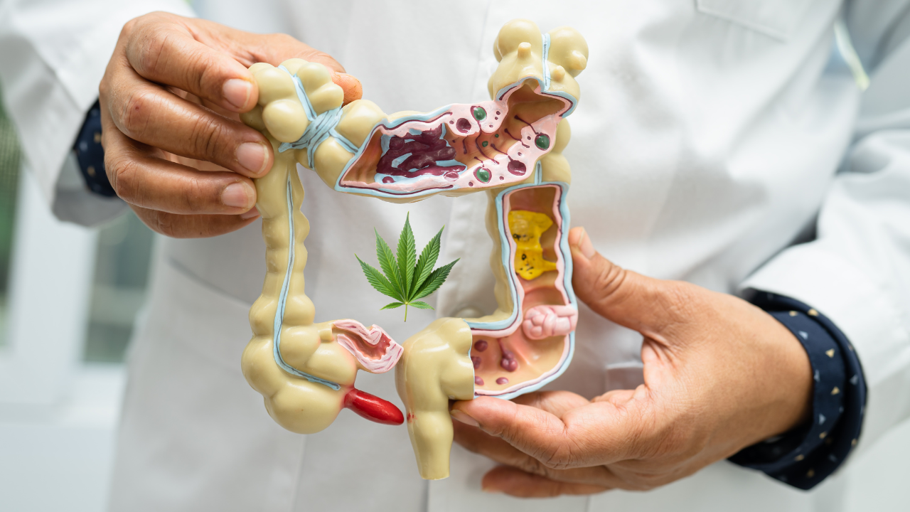 Tutto quello che devi sapere sui benefici cannabis e apparato digerente