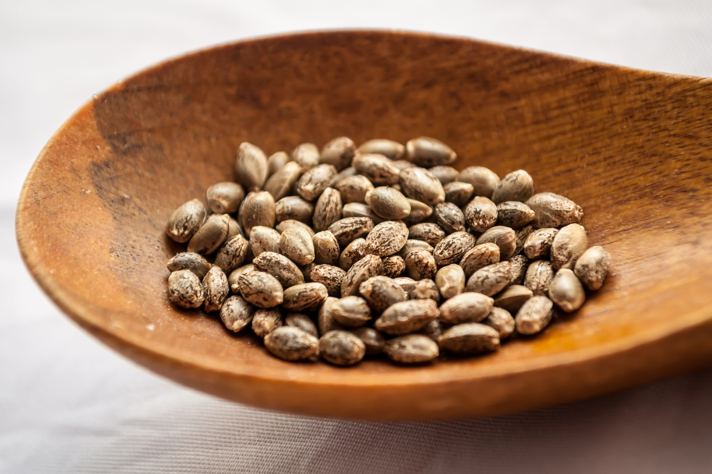 Cosa sono i semi di canapa e come vengono utilizzati in cucina