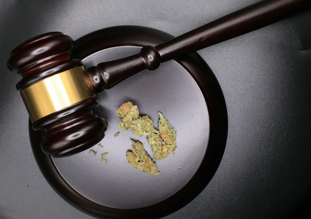 Coltivare Canapa Legalmente in Italia: È Possibile?