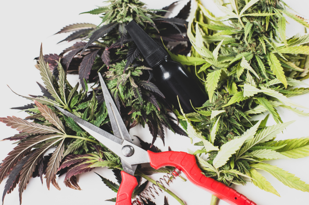 Strategie su come Utilizzare gli Scarti della potatura della Cannabis Legale