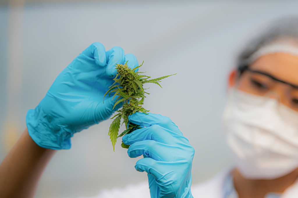 Cannabinoidi: cosa sono e come influenzano il nostro corpo