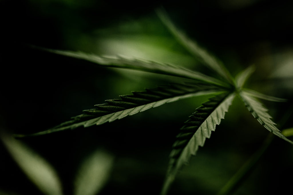 Il DDL Cannabis rimane in quarantena al Parlamento: Governo assente alle necessità dei cittadini