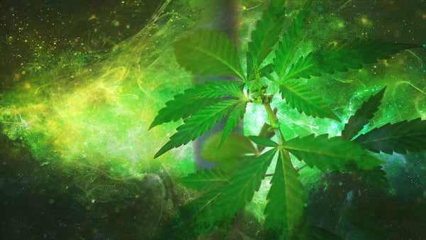 Cannabis Terapeutica - Quali Malattie Si Possono Curare