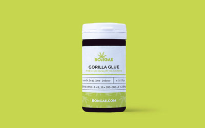 Gorilla Glue - CBD 23% ~ Cannabis Light | Idroponica