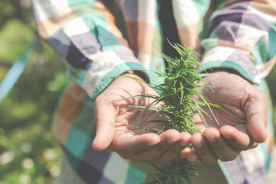 Utilizzo di fertilizzanti: ecco come migliorare la coltivazione di Cannabis legale