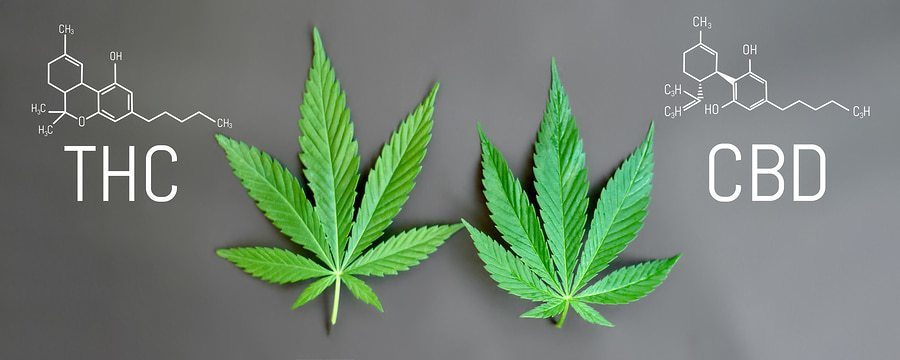 Differenza tra CBD e THC, Effetti nell'organismo