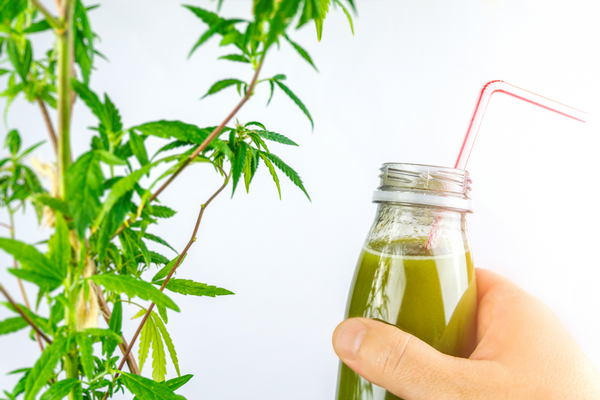 Bevanda proteica a base di semi di cannabis: ecco la ricetta
