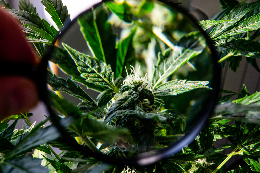 L'effetto stupefacente provocato dal THC comporta rischi per la salute? - Bongae