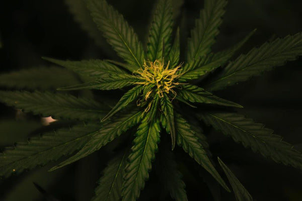 I lati positivi della Cannabis Maschio