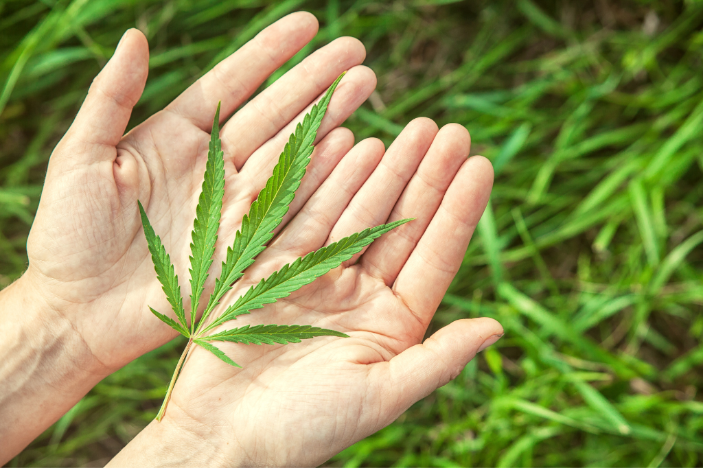 La cannabis: una pianta dai mille benefici