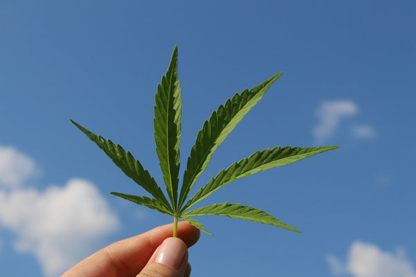 La cannabis: una pianta dai mille benefici