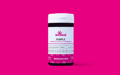 Purple - CBD 23% ~ | Cannabis Light | Indoor - Bongae 