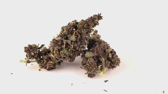 Purple - CBD 23% ~ | Cannabis Light | Indoor - Bongae 