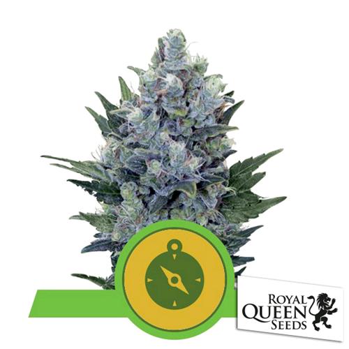 Northern Light Automatic - Royal Queen Seeds - Bongae 