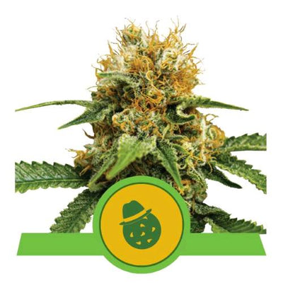 Do-Si-Dos Automatic - Royal Queen Seeds - Bongae 
