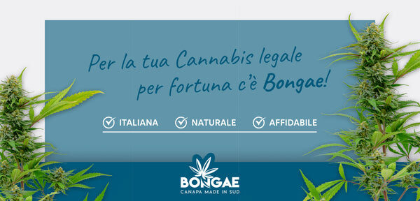Soluzioni con erbe naturali alternative al tabacco, Proprietà e benefici della cannabis legale Bongae