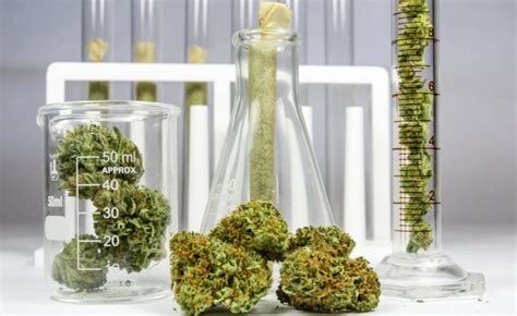 Tutto quello che c'è da sapere sul CBD e dove acquistarlo