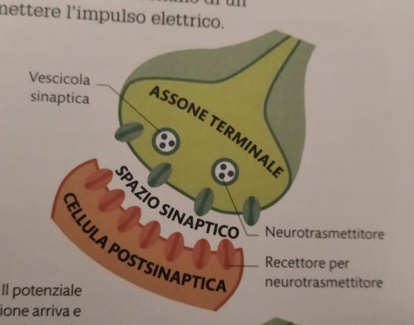 Presentazione grafica di una sinapsi e gli effetti dei cannabinoidi nel sistema nervoso centrale