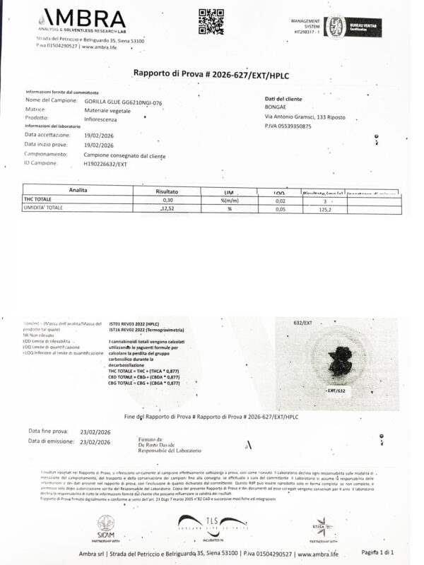 Gorilla Glue - CBD 23% ~ Cannabis Light | Idroponica
