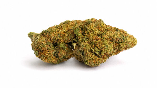 Lemon Haze CBD 20% ~ Cannabis Light | Idroponica